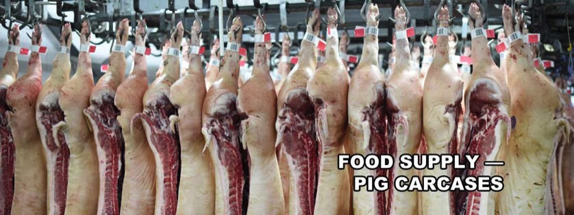 Pig Carcasses Hung Upside Down After Slaughter