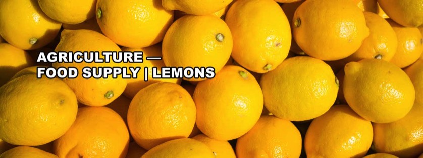 Bright Yellow Lemons