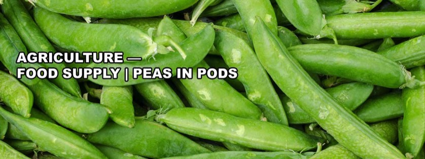 Green Pea Pods after Harvest