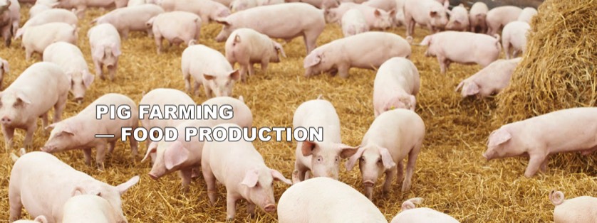 Pigs in Pig Farming Yard